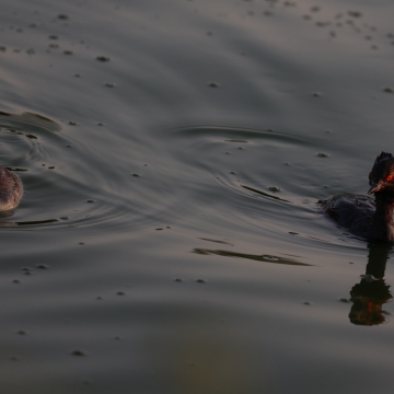 grebe a cou noir_20260721_b